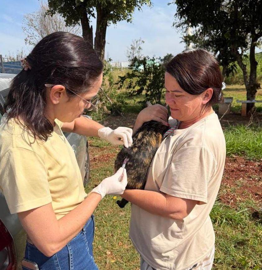 Vacinação contra a raiva imuniza 75 cães e gatos em Sumaré; veja como agendar a próxima etapa