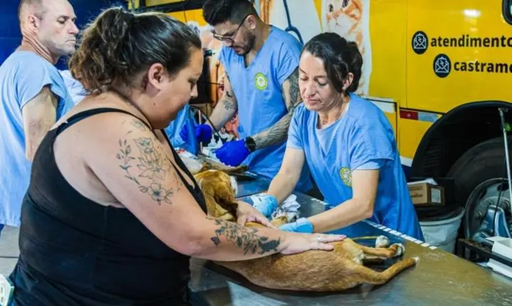 Paulínia abre inscrições para 250 vagas de castração gratuita a partir de segunda-feira (17)